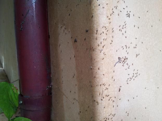 A recent ant exterminator job in the  area